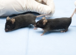 Mice, rats stressed by male experimenters could skew research findings